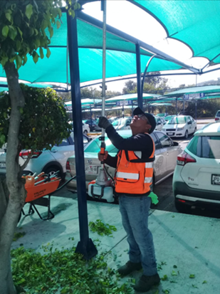 Poda y limpieza de árboles