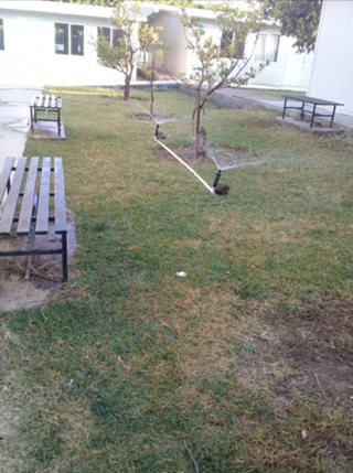 Recolección de hojas secas