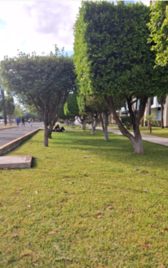 Recolección de hojas secas