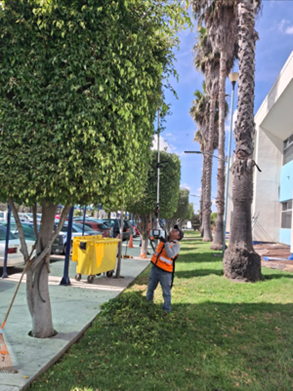 Poda y limpieza de árboles