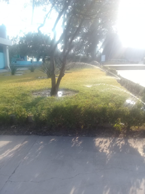 Recolección de hojas secas