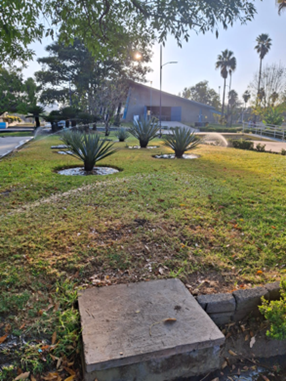 Recolección de hojas secas