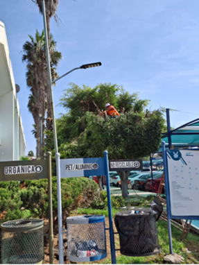 Recolección de hojas secas