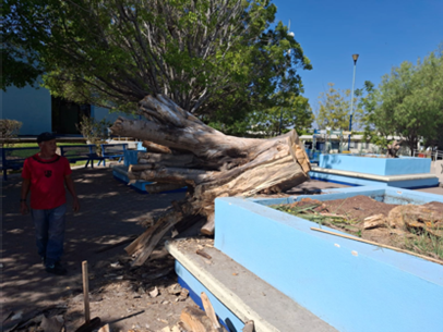 Poda y limpieza de árboles