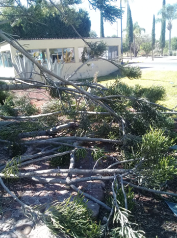 Eliminación de árbol caído
