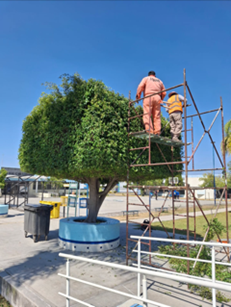 Poda y limpieza de árboles