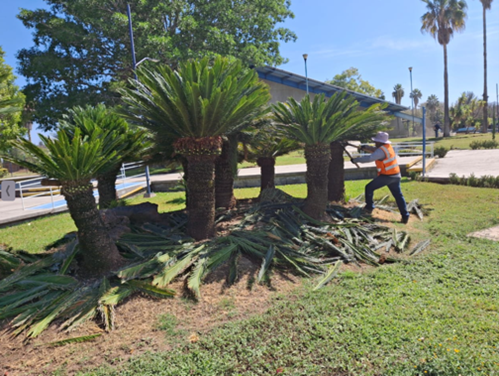 Limpieza de jardines